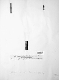 Ostropa barbara image